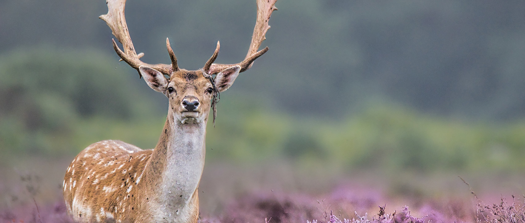 Top wildlife encounters in Hampshire